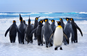 penguins button jones chase employment lawyers